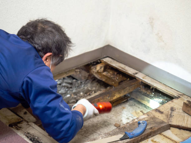 Best Attic Mold Removal  in Celina, OH