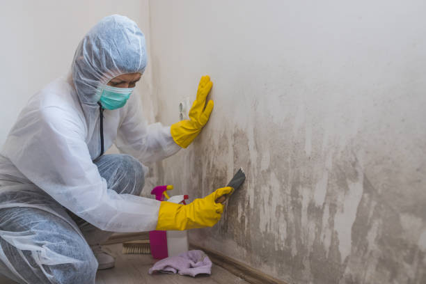 Best Attic Mold Removal  in Celina, OH