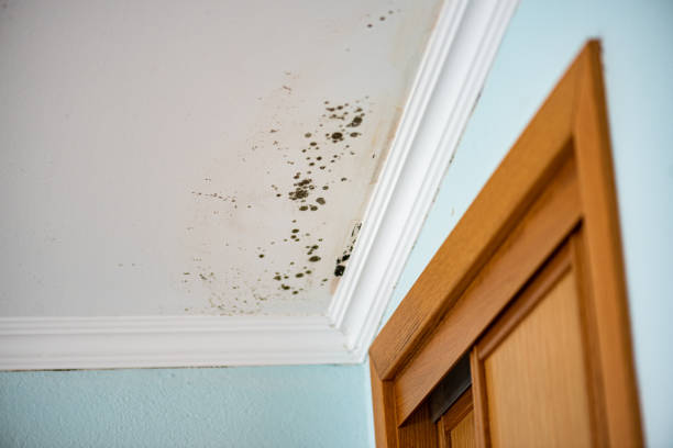 Best Toxic Mold Removal  in Celina, OH