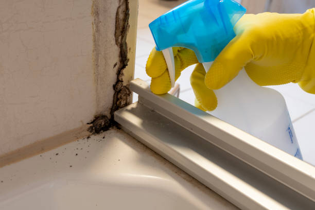 Best Certified Mold Removal  in Celina, OH