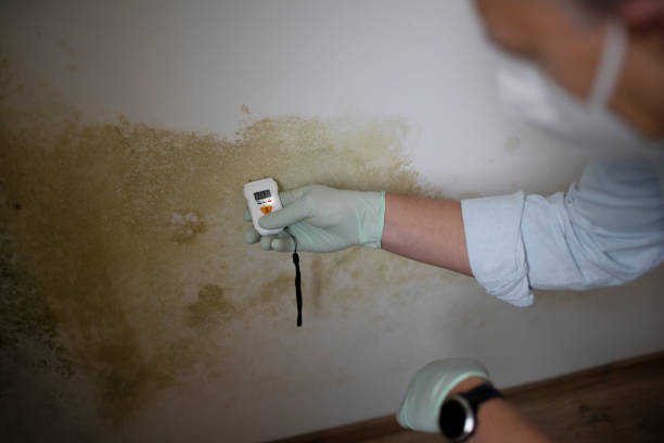 Best Certified Mold Removal  in Celina, OH