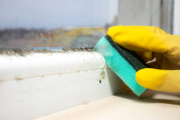 Best Fast Mold Removal  in Celina, OH