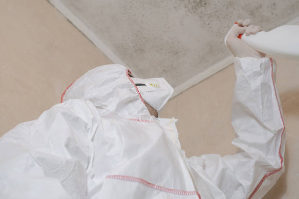 Best Attic Mold Removal  in Celina, OH