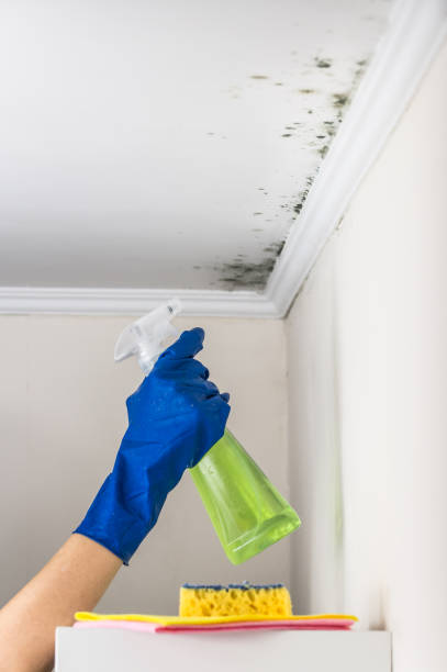 Best Local Mold Removal Service  in Celina, OH